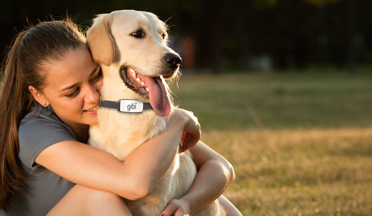 Gibi Will Make Sure You Never Lose Your Dog Again HisPotion