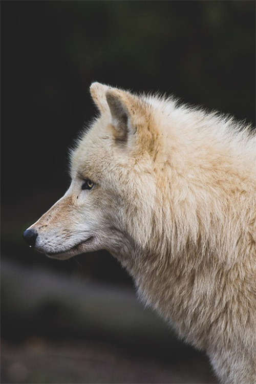 white-wolf