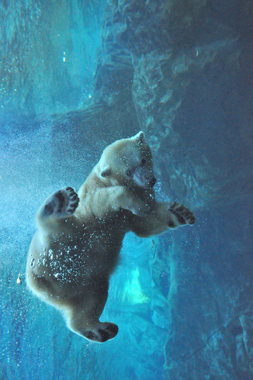 underwater-bear