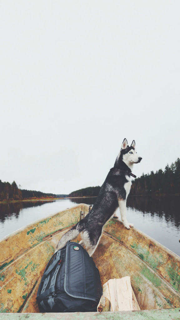 husky