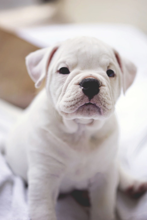 puppy-white