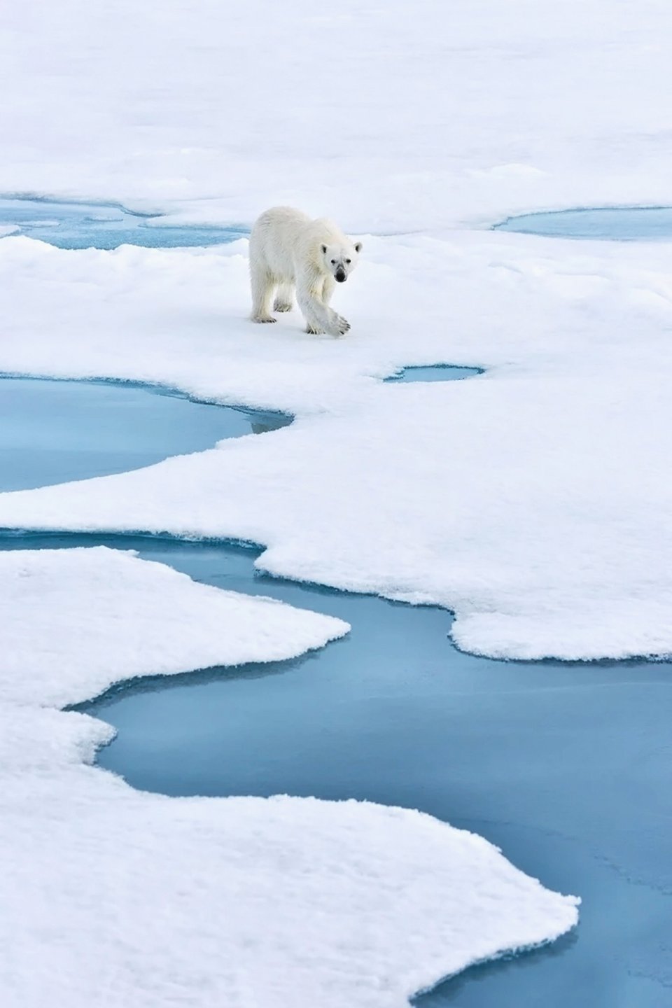 Белом свете там всегда мороз