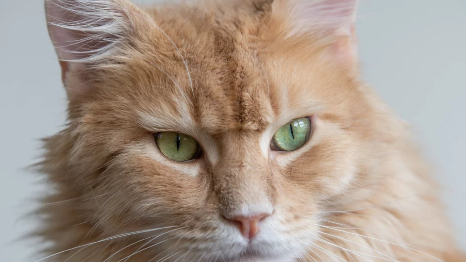 Can Your Furry Friend Increase Your Schizophrenia Risk? Every Cat Owner Should Know