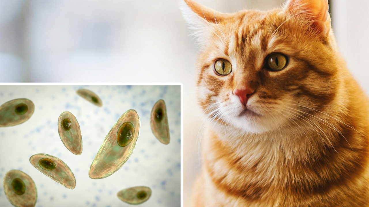 Understanding Toxoplasma Gondii: The Parasite Behind the Risk