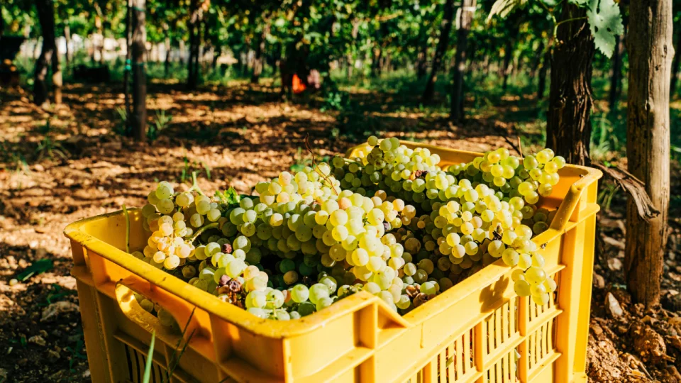 Behind the Vines - 10 Surprising Secrets of the Wine Harvest