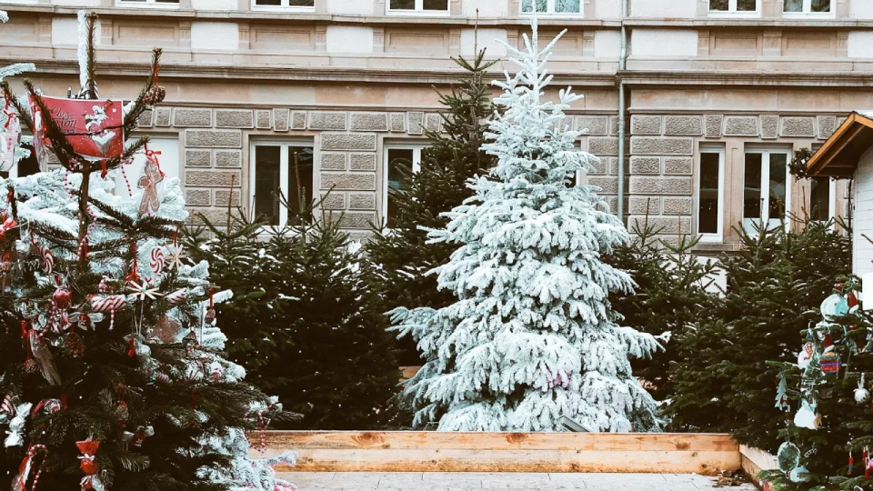 The Best Time to Buy a Christmas Tree and Keep It Fresh