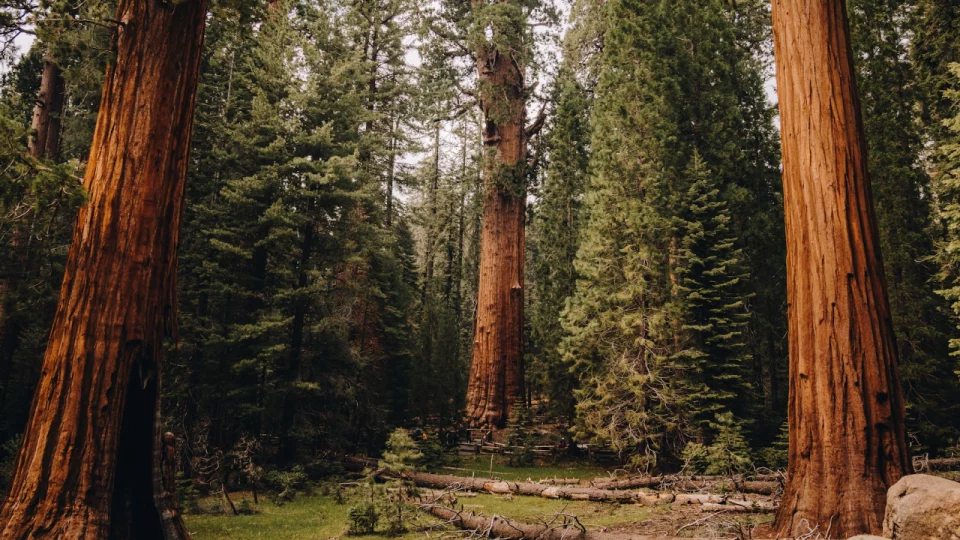 Top Reasons to Experience the Magic of Sequoia National Park