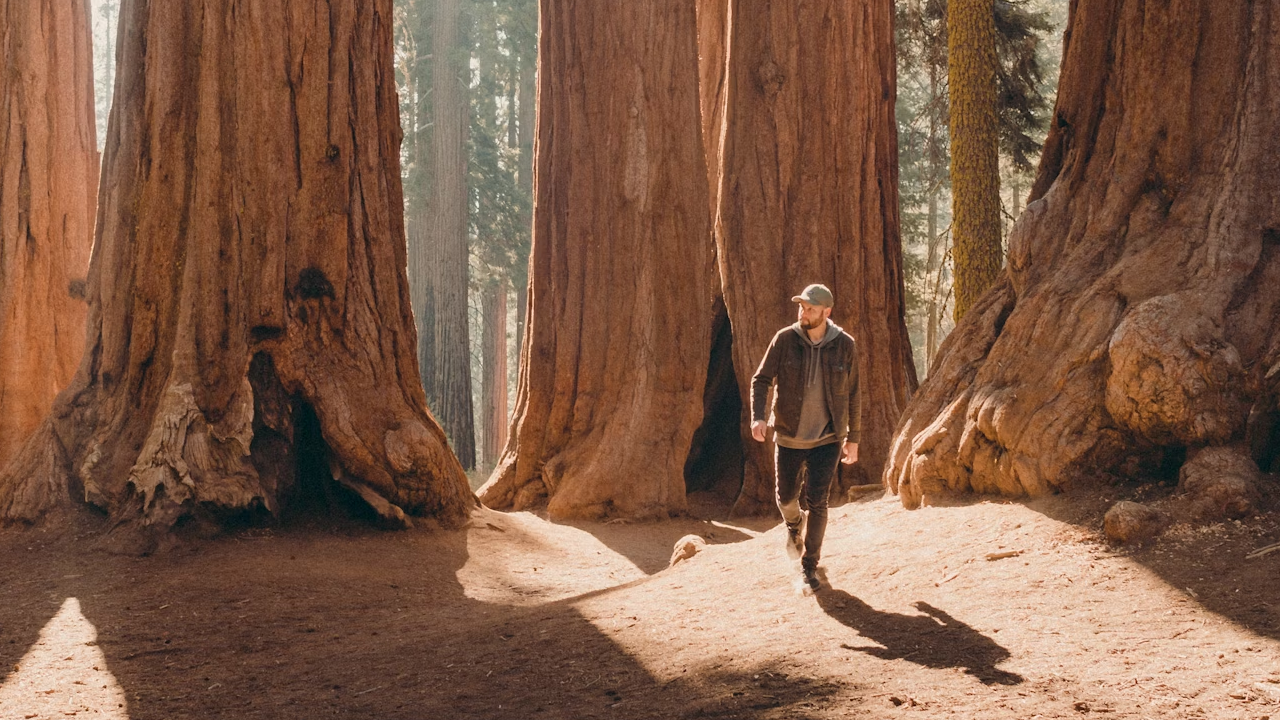 Witnessing the Ancient Giant Sequoias